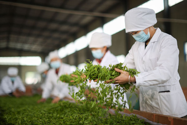 品牌多而不響　茶香難出&ldquo;深巷&rdquo;